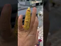 Download Lagu 🟥 FULL FINGER RING DESIGN IN GOLD JEWELLERY 🟥 #jewellery #gold #goldjewellery #newgolddesings #22k