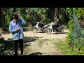 Download Lagu The criminal disguised himself to fool the police.