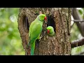 🌧️🐦 Relaxing Piano, Rain & Birdsong | Peaceful Nature Sounds for Deep Sleep & Stress Relief 💚