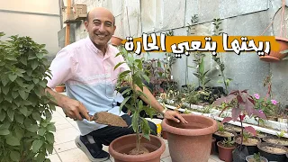 زهرة ريحتها بتعبي المكان | مسك الليل