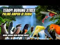 Download Lagu TERAPI BURUNG STRES \u0026 MACET BUNYI 100% AMPUH
