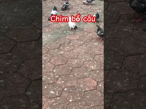 Dạy bé học con vật | Chim bồ câu | Dạy trẻ thông minh sớm #convật #dạybéhọcconvật #bétậpnói #mới