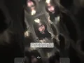 Download Lagu PRESET DJ POMPA POMPOM X BOMTETET KANE 🥶🤙