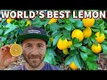 Lagu How To Grow BUSHELS Of The World's BEST Lemon!