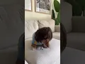 Duck Sweater Drama Stylish Pup With a Wig