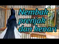 Kacer gacor isian mewah || Nembak burung prenjak kenari dan burung kecil lainya materi seindomaret
