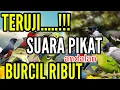 Download Lagu suara pikat BURCIL ribut kejepit, mp3 andalan