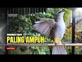 Lagu Suara Burung TRUCUKAN gacor TARUNG ROPEL PANJANG pancingan trucukan agar JADI trucuk gacor EMOSI