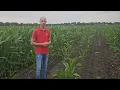 Download Lagu Extra inzicht in je maisteelt met digitaal platform agrility | LG Seeds