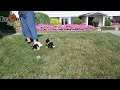 Lively Cavapoo Puppies