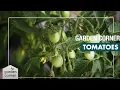 How To Plant Grow And Care For Tomatoes - Bunnings Warehouse