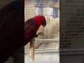 moluccan eclectos ( نینو خودمون) NINO eat banana #talkingparot #birds #parrot #parrotplaytime
