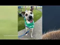 Honolulu ranks 100 out of 100 as least pet friendly city in U S