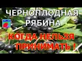 Lagu Черноплодная рябина польза и вред. Полезные свойства и противопоказания.