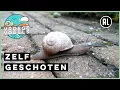 Download Lagu Voorbij kruipende slak | Zelf Geschoten | Vroege Vogels