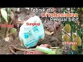 Lagu cara khusus menanam durian cabutan di kebun dan keunggulan sambung pucuk sungkup plastik putih