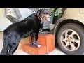 Building Dog Stairs and Storage