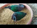 Download Lagu Inilah Keunikan Burung Punai Tanah Yang Belum Banyak Orang Mengetahuinya