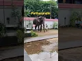 Download Lagu ഒറ്റയ്ക്ക് വന്നവൻ പൂതൃകോവിൽ പാർത്ഥസാരഥി / kerala famous elephants