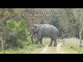 Elephant mating Kaziranga s Tall Tusker