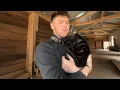 Download Lagu Beginilah Rasanya Hidup dengan Kucing TERMANIS di Dunia ♥️