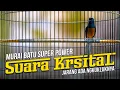 Download Lagu Kualitas Suara Kristal Murai Batu Super Power Jarang ada Ngukluknya
