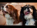 2018 Cavalier Rescue Trust