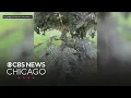 Mysterious soot coats Mount Prospect homes outside surfaces
