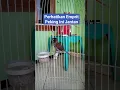 Download Lagu Ini Ciri Emprit Peking Jantan #perawatanburung #emprit