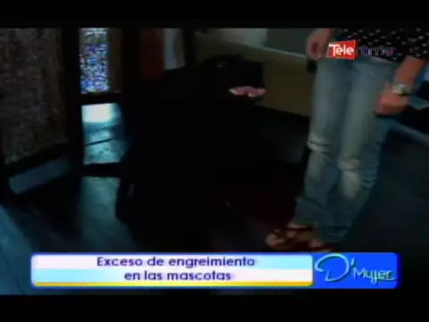 Exceso de engreimiento en las mascotas