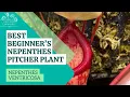 Best Beginners Nepenthes Pitcher Plant