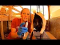 Treating Mastitis - Intramammary Infusions