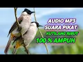 Download Lagu suara pikat kutilang ribut MP3
