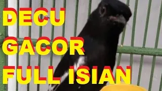 Download suara decu gacor full isian BIKIN BURUNG LAINNYA MARAH MP3