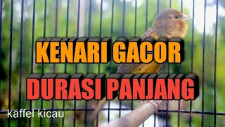 Download ini baru masteran KENARI cengkok mewah durasi panjang bikin kenari PAUD DAN BAHAN cepet gacor! MP3