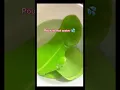 How to make bay leaf tea for a good night s sleep Recipe