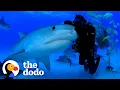 Man Has Been Friends With Tiger Shark For Over 22 Years The Dodo Faith Restored