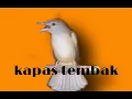 Download Lagu Suara terapi burung master KAPAS TEMBAK GACOR