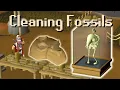 OSRS Guide to Cleaning Fossils Using Them in the Museum