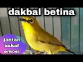 Download Lagu Pleci Dakbal Betina Memanggil Jantan