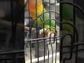Download Lagu Burung Lovebird Jinak.....isian Kacer