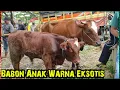 Lagu Indukan Jumbo Dan Babon Anak Warna Eksotis .Pasar Glenmore Banyuwangi Jatim