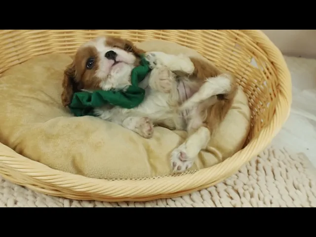 動画