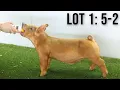 The Showpig Lineup Episode 37 - Feb 12th Sales