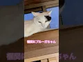 Download Lagu ネコと子ネコとおじさん　欄間にブルーガちゃんの可愛いお返事‼️ #shorts #cat #cats #ブルーガ #猫のいる暮らし #ねこ #猫