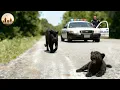 Animal Rescue: Man Saves a Black Panther Mother in a Heart-Stopping Mission #90