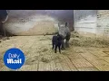 Adorable footage shows fearless cat making friends with baby rhino - Daily Mail