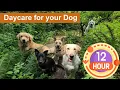 Download Lagu Daycare for your dog 🐶🐕🐩  Keep your dog busy while you are away or entertained while you cuddle