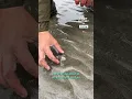Using salt to gather razor clams