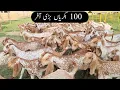 Download Lagu 100 Goats Big Offer | 1 August 2025 | Goat Farming | Chakwal Goat Farm |